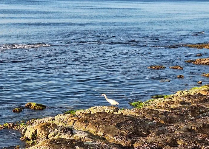 Sol De Moni Torrevieja